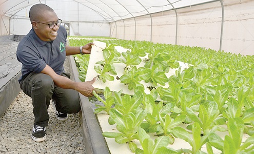 Prince Kwame Boakye, an agronomist with AGRITOP Ltd, admiring some of the vegetables